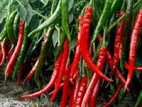 Harga Cabe Turun, IRT Senyum